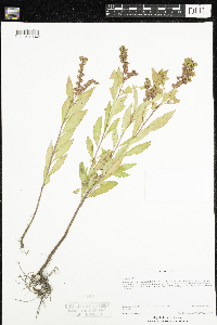 Penthorum sedoides image