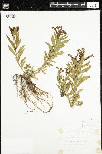 Penthorum sedoides image
