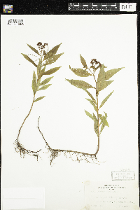 Penthorum sedoides image