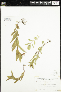 Penthorum sedoides image