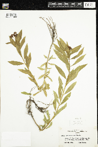 Penthorum sedoides image