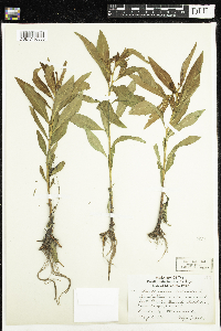 Penthorum sedoides image