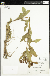 Penthorum sedoides image