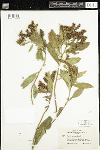 Penthorum sedoides image