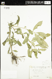 Penthorum sedoides image