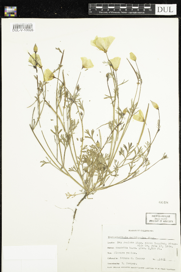 Eschscholzia californica image