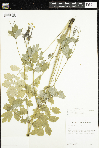 Chelidonium majus image