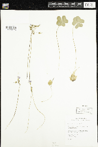 Oxalis violacea image