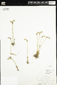 Aphyllon uniflorum image