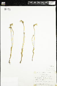 Aphyllon uniflorum image