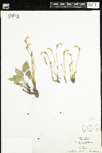 Aphyllon uniflorum image