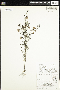 Agalinis tenuifolia image