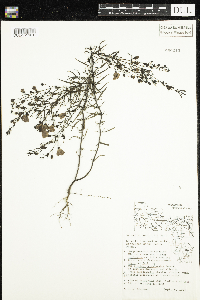 Agalinis tenuifolia image