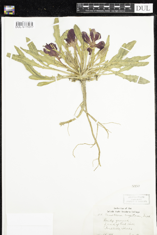 Oenothera cespitosa image