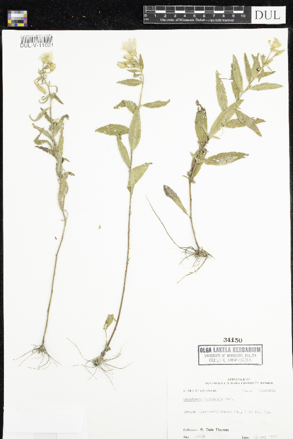 Oenothera pilosella image