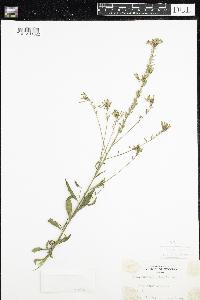 Oenothera pilosella image