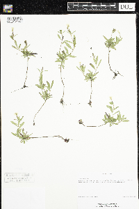 Oenothera perennis image