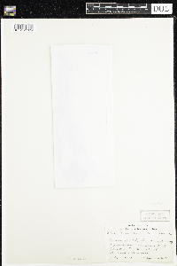 Oenothera perennis image