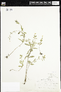 Oenothera perennis image