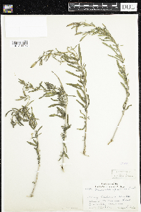 Oenothera perennis image