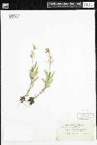 Oenothera perennis image
