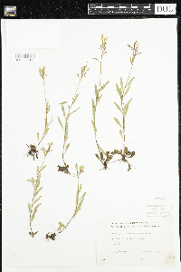Oenothera perennis image