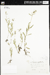 Oenothera perennis image