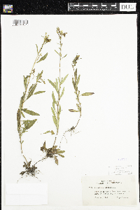 Oenothera perennis image