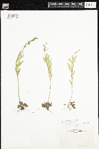 Oenothera perennis image