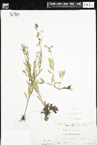 Oenothera perennis image