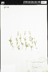 Oenothera perennis image