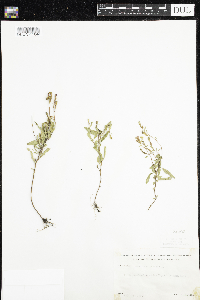 Oenothera perennis image