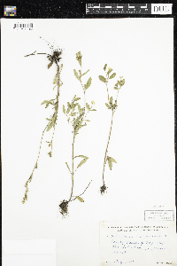 Oenothera perennis image