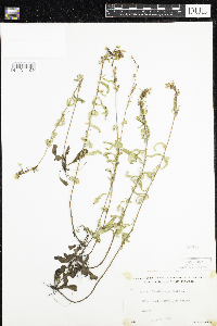 Oenothera perennis image