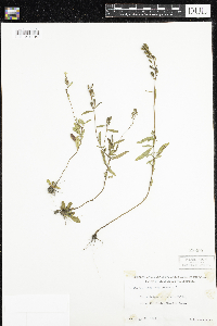 Oenothera perennis image