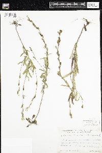 Oenothera perennis image