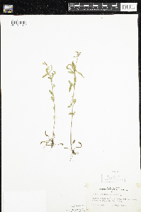 Oenothera perennis image