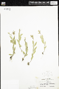 Oenothera perennis image