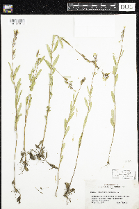 Oenothera perennis image