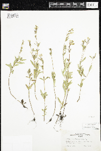 Oenothera perennis image