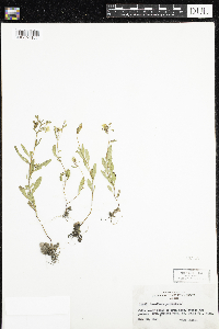Oenothera perennis image