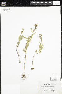 Oenothera perennis image