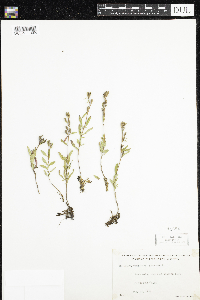 Oenothera perennis image
