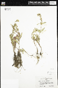 Oenothera perennis image