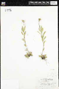 Oenothera perennis image