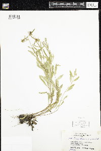Oenothera perennis image