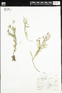 Oenothera perennis image