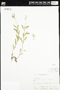 Oenothera perennis image
