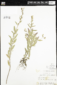 Oenothera perennis image