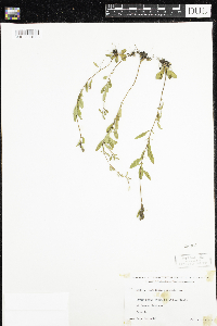 Oenothera perennis image